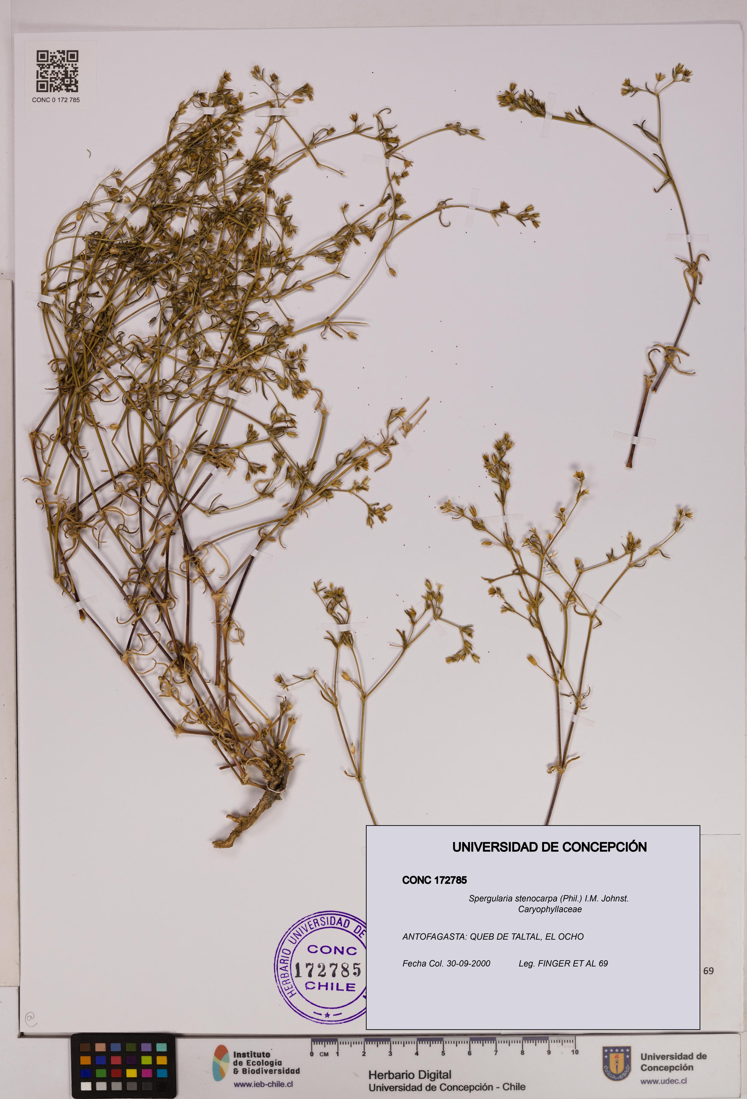 Spergularia stenocarpa [Espécimen: UDEC:CONC:0172785]