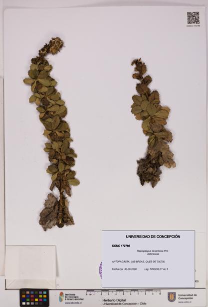 Haplopappus deserticola [Espécimen: UDEC:CONC:0172786]
