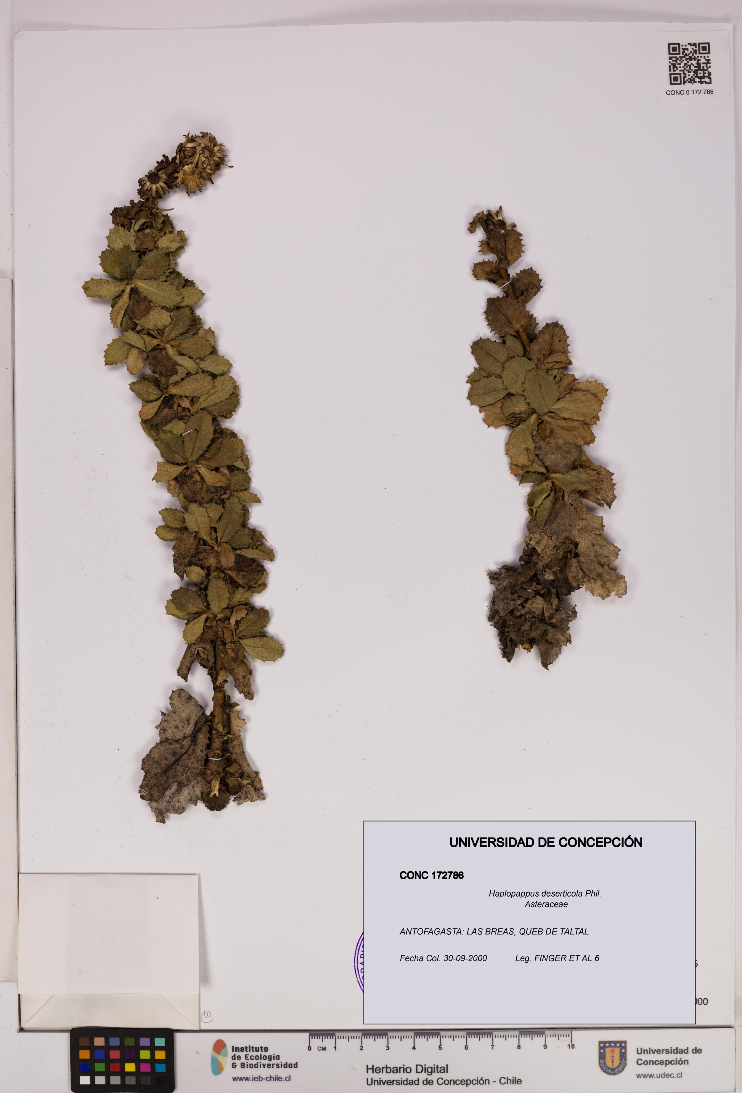 Haplopappus deserticola [Espécimen: UDEC:CONC:0172786]