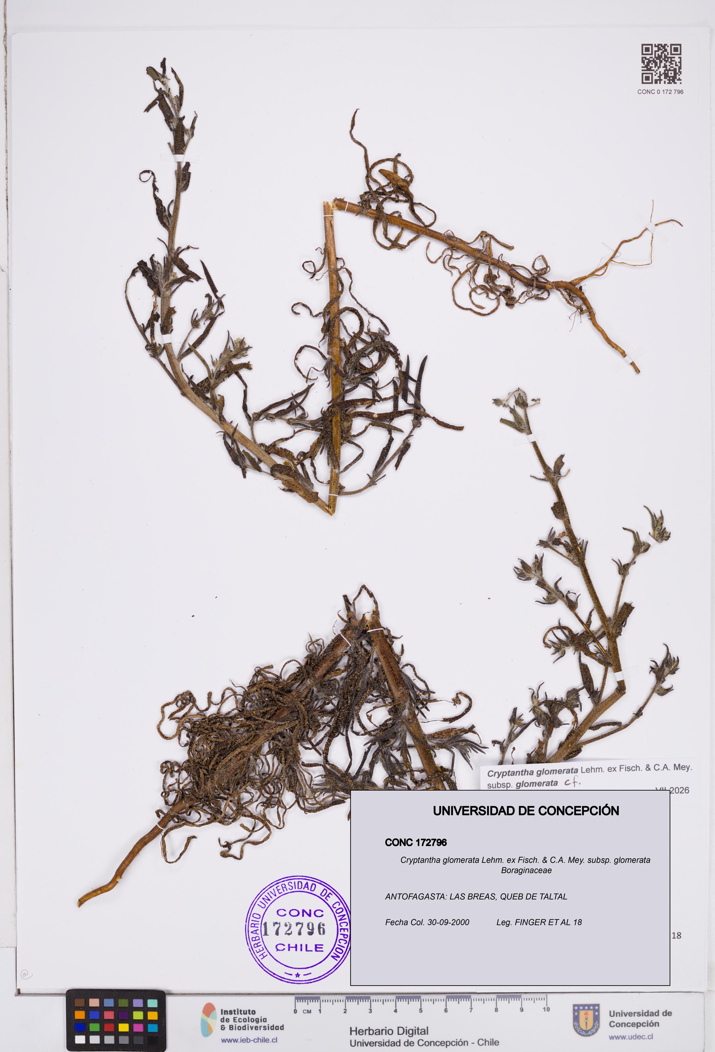 Cryptantha glomerata subsp. glomerata [Espécimen: ]