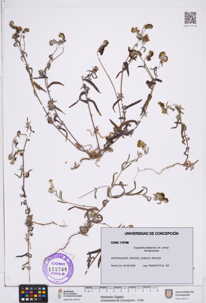 Cryptantha taltalensis [Espécimen: ]