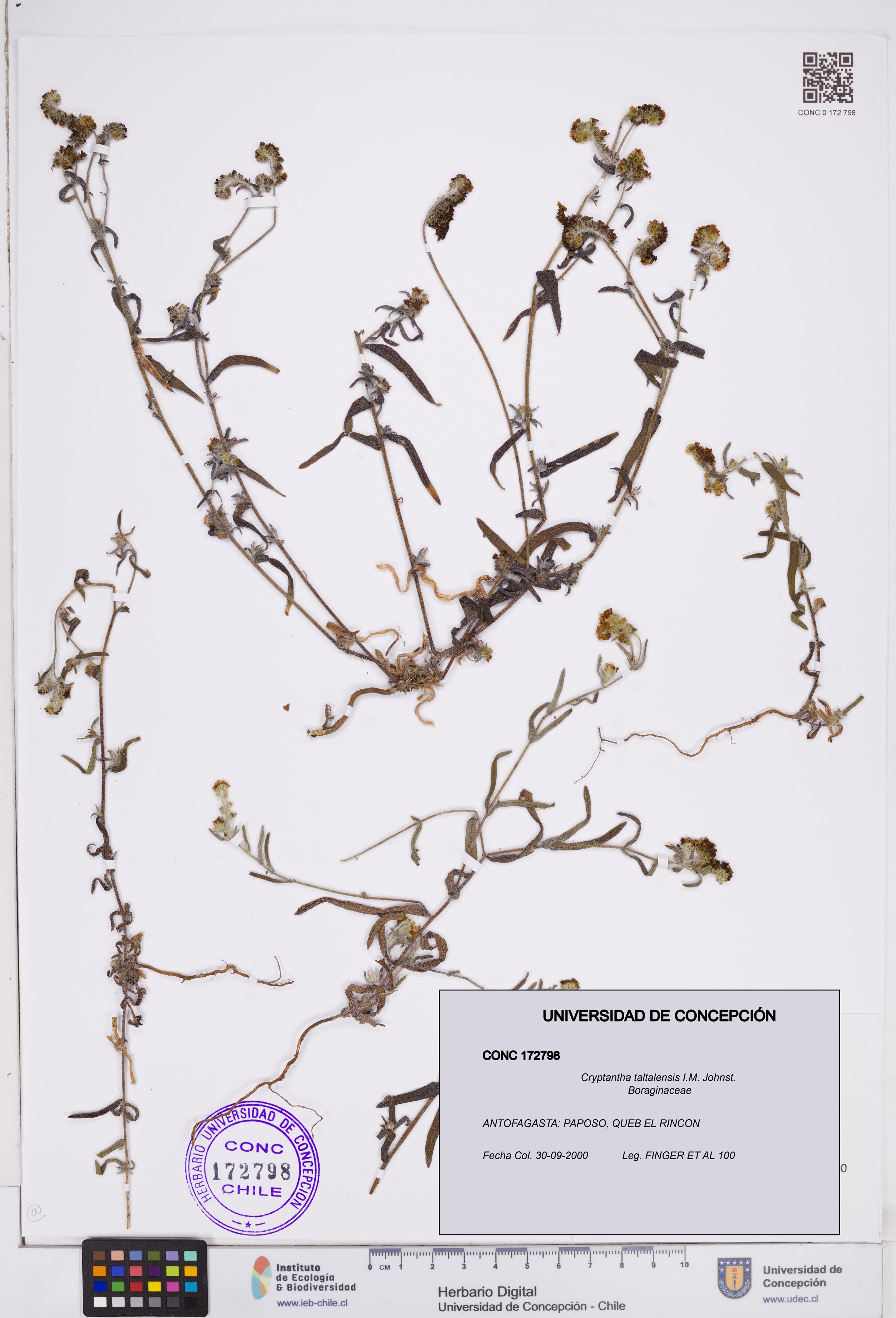 Cryptantha taltalensis [Espécimen: ]