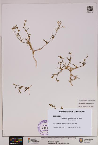 Spergularia stenocarpa [Espécimen: UDEC:CONC:0172805]