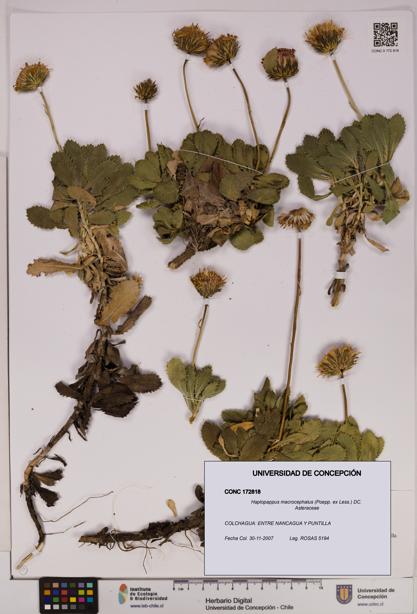 Haplopappus macrocephalus [Espécimen: UDEC:CONC:0172818]