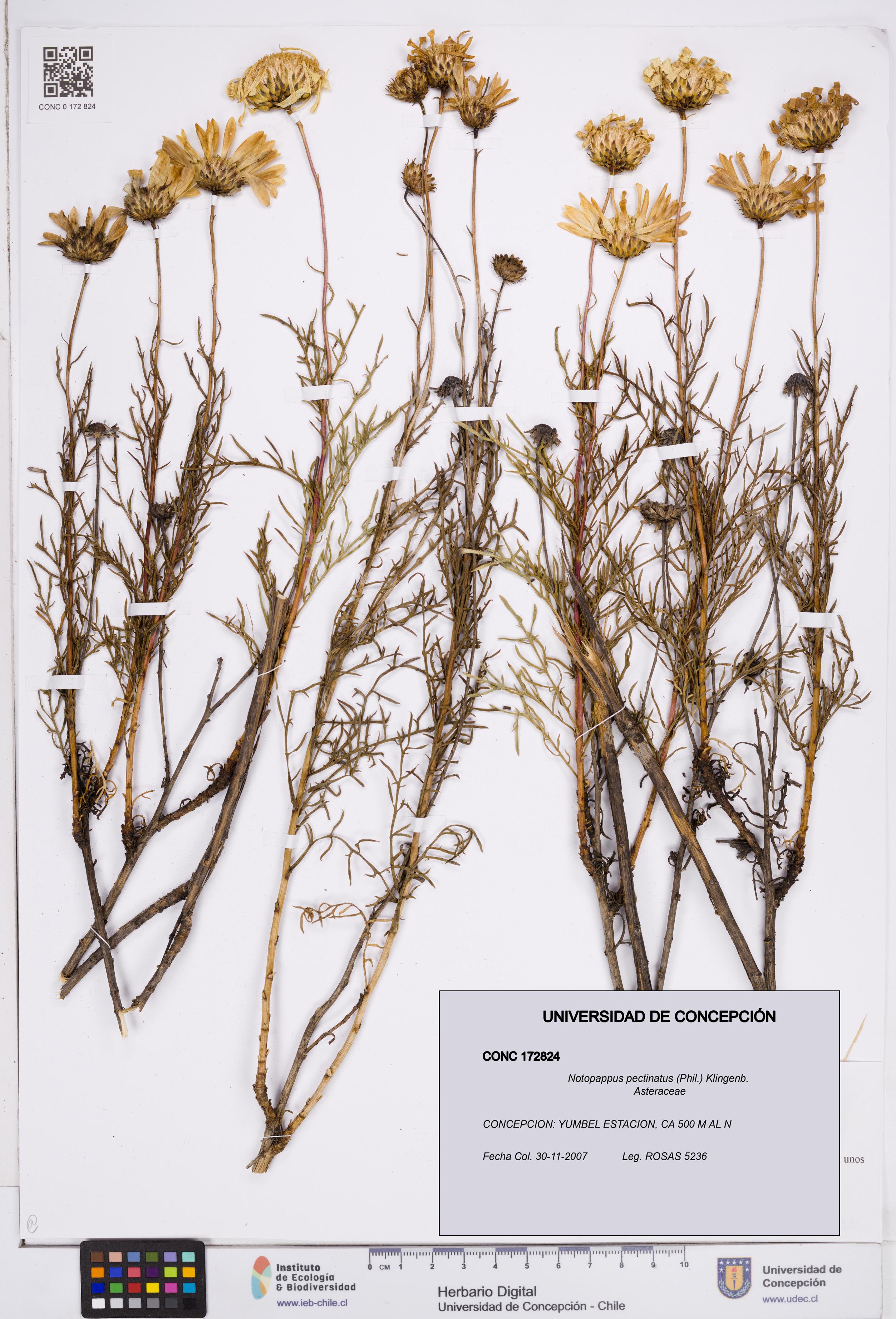Notopappus pectinatus [Espécimen: ]