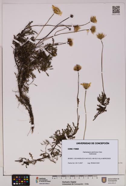 Haplopappus glutinosus [Espécimen: UDEC:CONC:0172825]