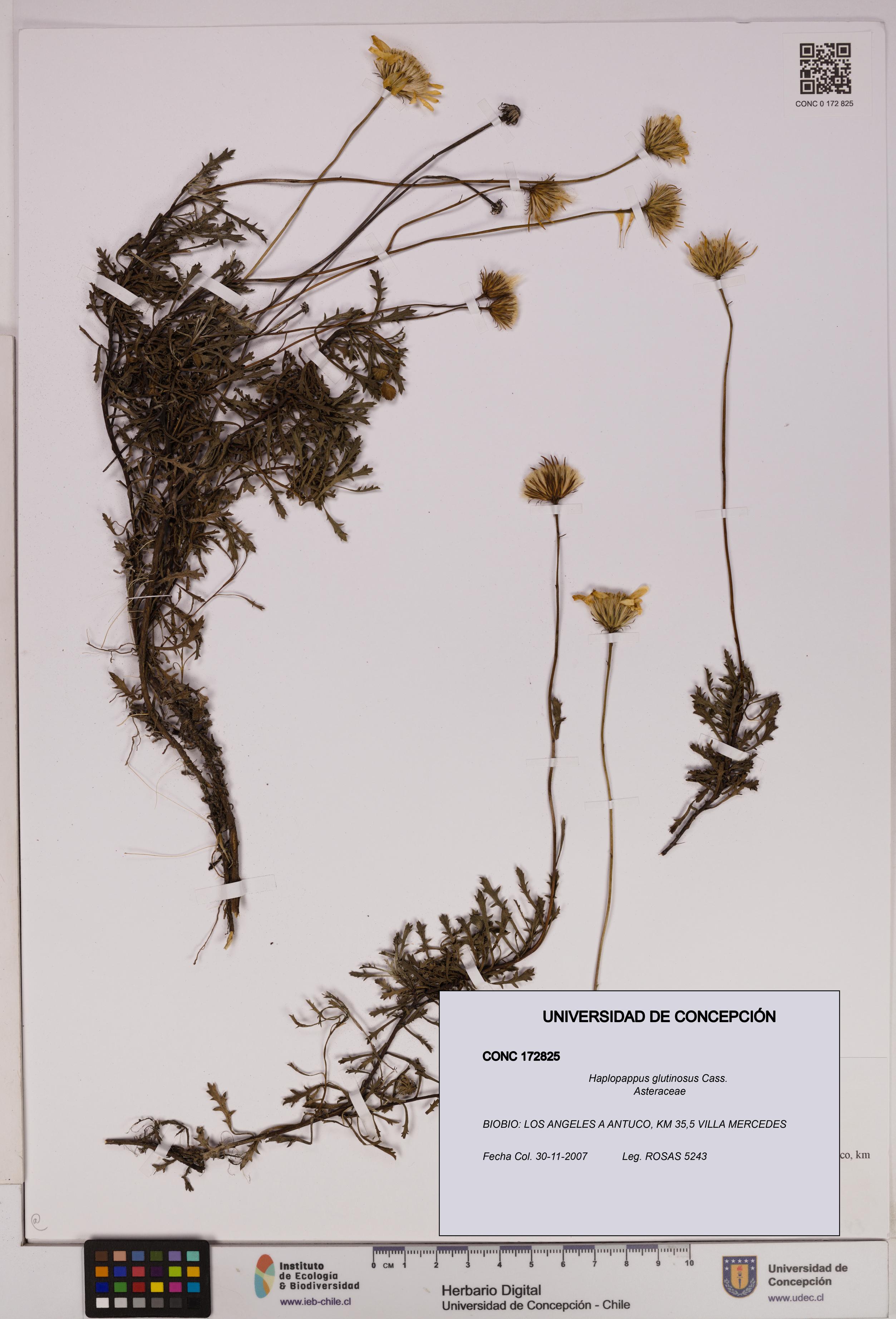 Haplopappus glutinosus [Espécimen: UDEC:CONC:0172825]