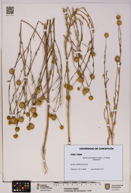 Helenium aromaticum [Espécimen: UDEC:CONC:0172839]