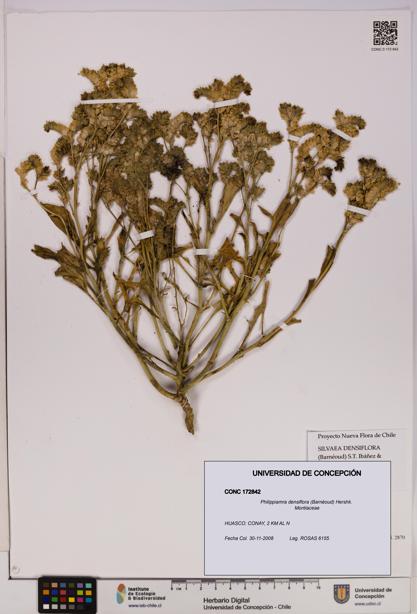 Philippiamra densiflora [Espécimen: ]