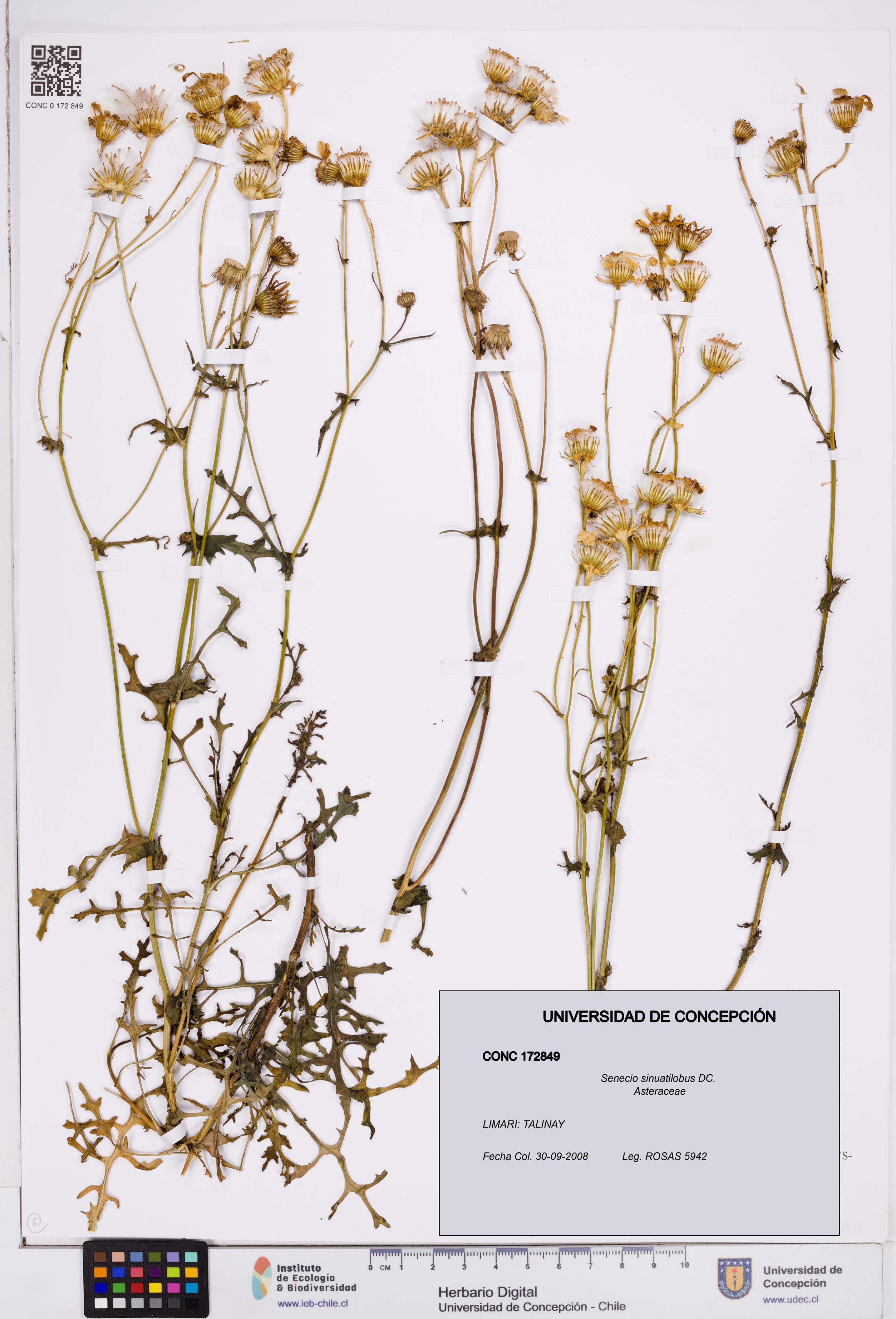 Senecio sinuatilobus [Espécimen: ]