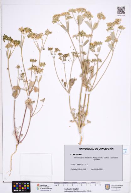 Homalocarpus dichotomus [Espécimen: ]