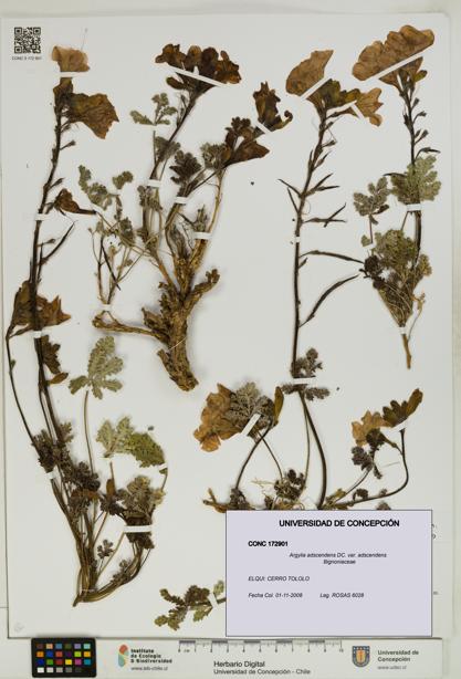 Argylia adscendens [Espécimen: UDEC:CONC:0172901]