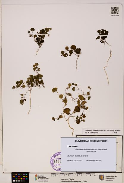 Dioscorea humilis subsp. humilis [Espécimen: ]