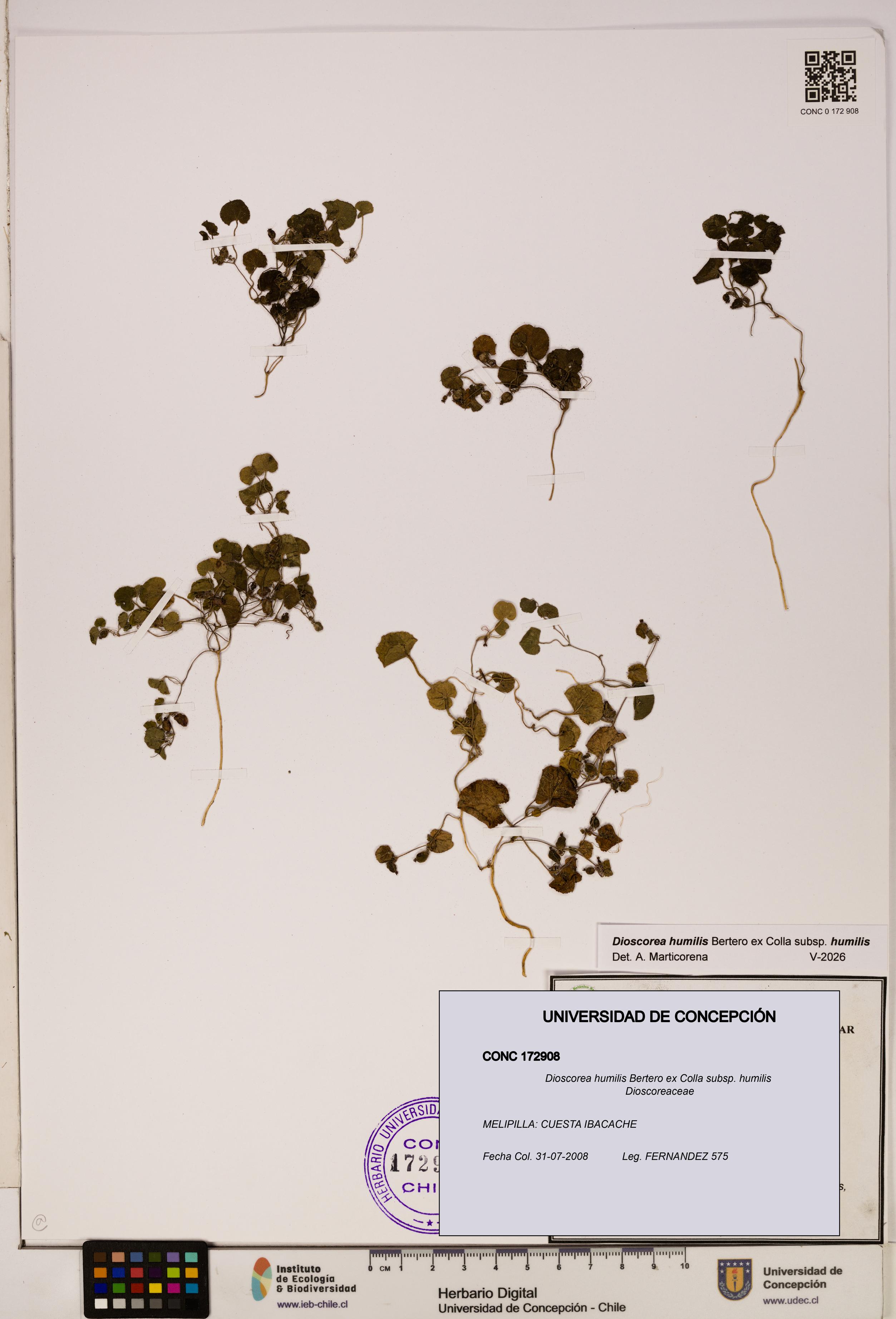 Dioscorea humilis subsp. humilis [Espécimen: ]