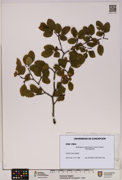 Nothofagus pumilio [Espécimen: UDEC:CONC:0172914]