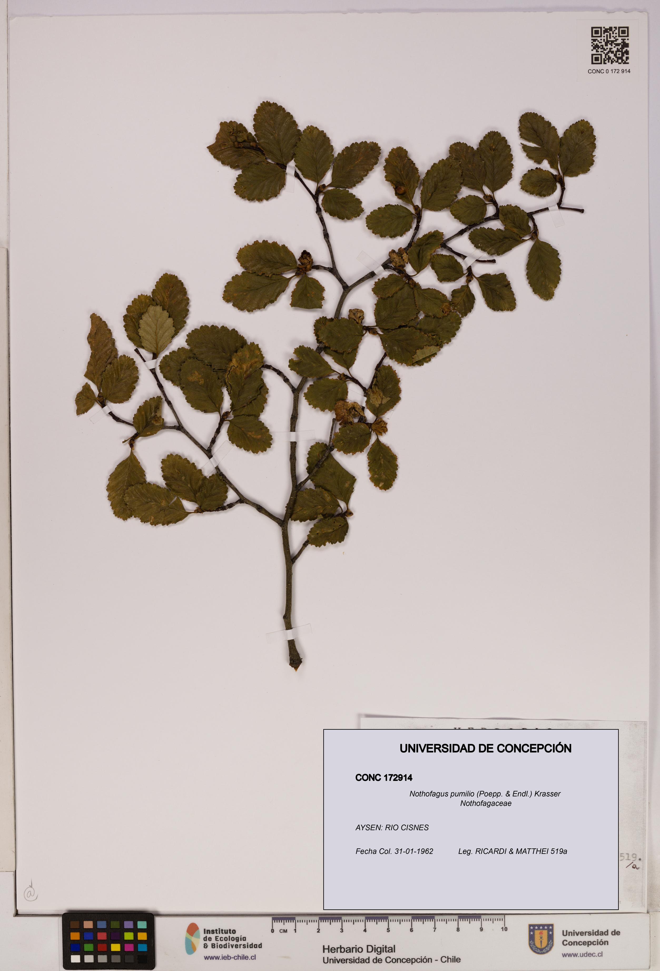 Nothofagus pumilio [Espécimen: UDEC:CONC:0172914]