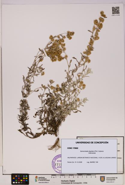 Gamochaeta depilata [Espécimen: UDEC:CONC:0172922]