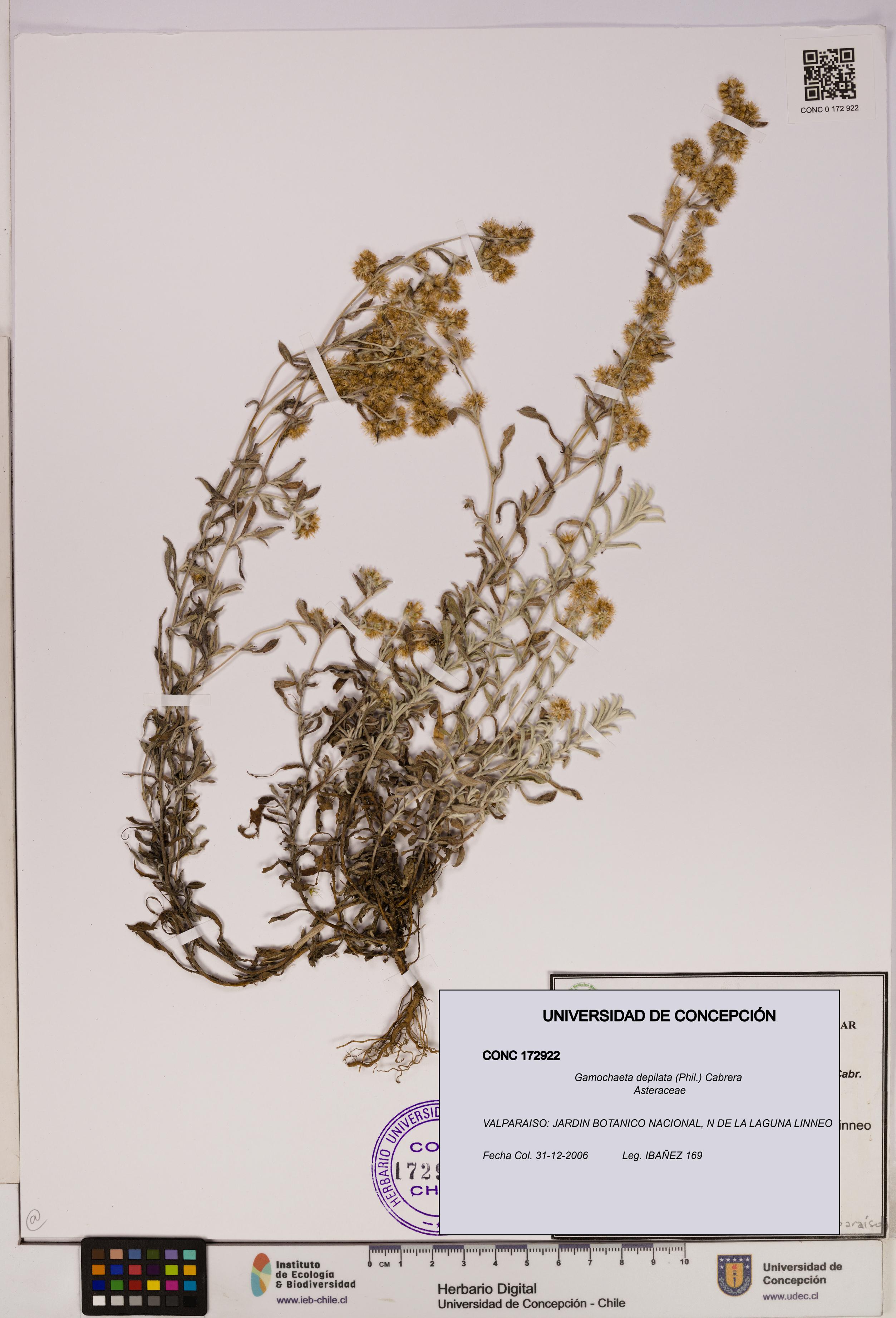 Gamochaeta depilata [Espécimen: UDEC:CONC:0172922]