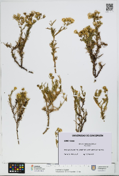 Senecio reicheanus [Espécimen: UDEC:CONC:0172928]