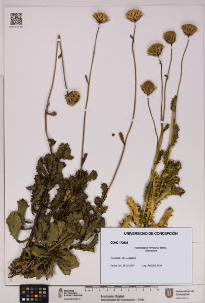 Haplopappus remyanus [Espécimen: UDEC:CONC:0172933]