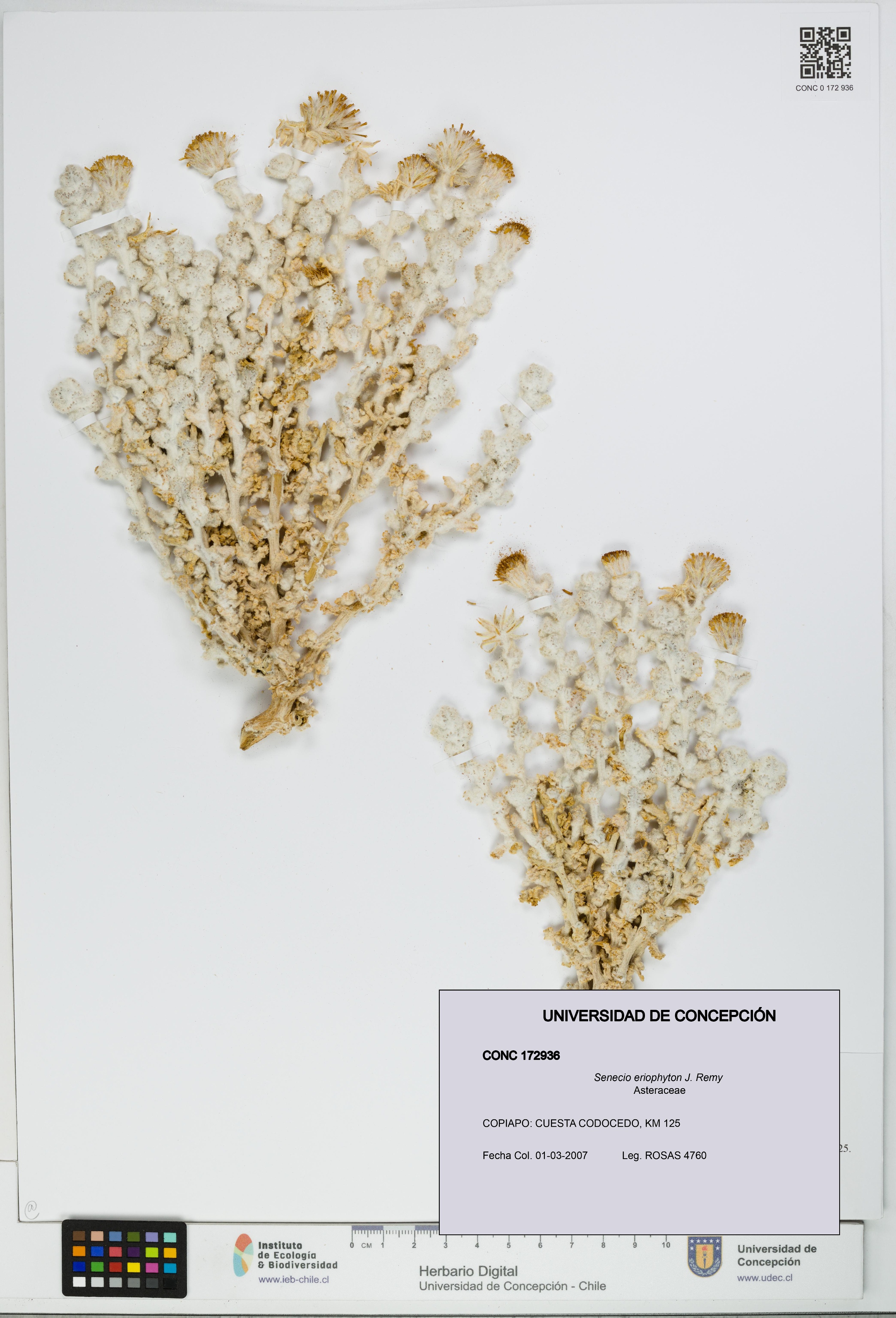 Senecio eriophyton [Espécimen: UDEC:CONC:0172936]