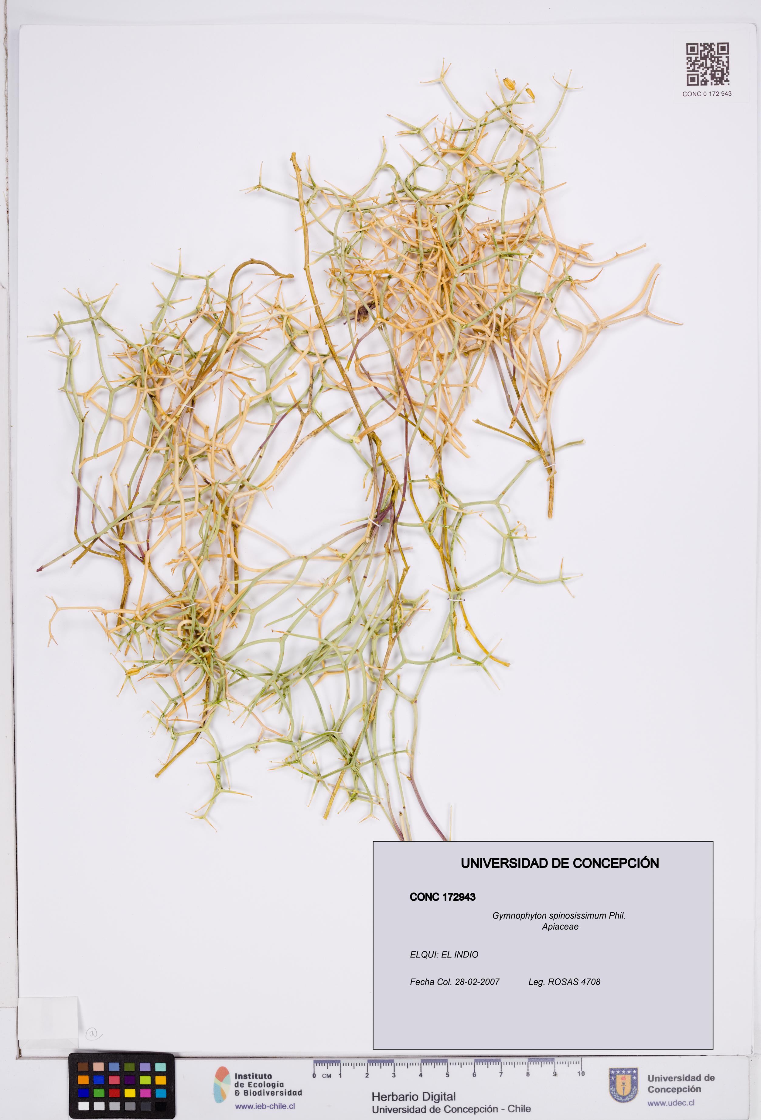 Gymnophyton spinosissimum [Espécimen: ]