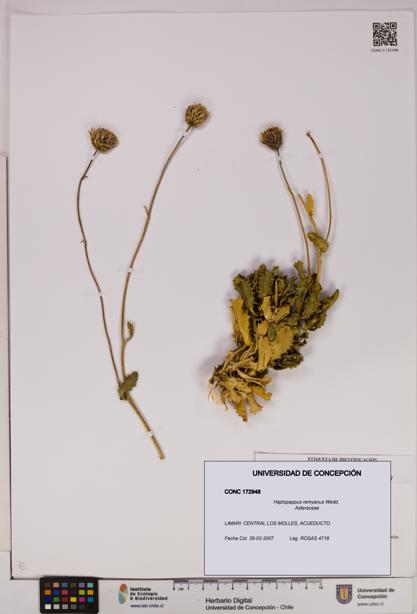 Haplopappus remyanus [Espécimen: UDEC:CONC:0172948]