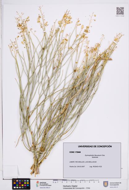 Gymnophyton flexuosum [Espécimen: ]
