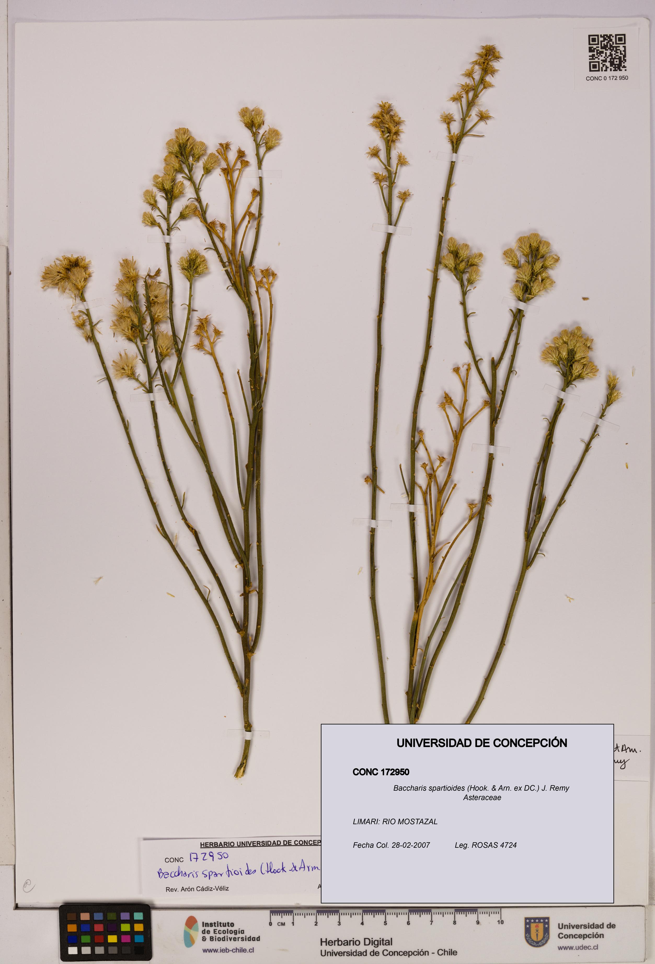 Baccharis spartioides [Espécimen: UDEC:CONC:0172950]