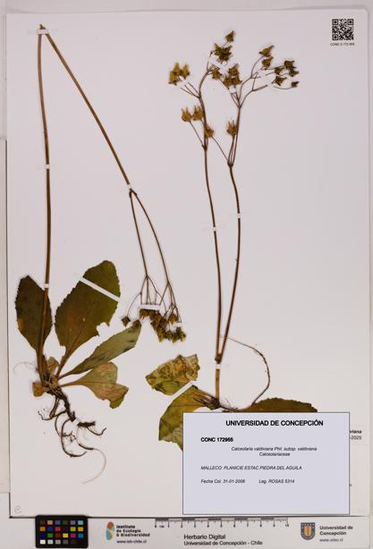 Calceolaria valdiviana subsp. valdiviana [Espécimen: UDEC:CONC:0172955]