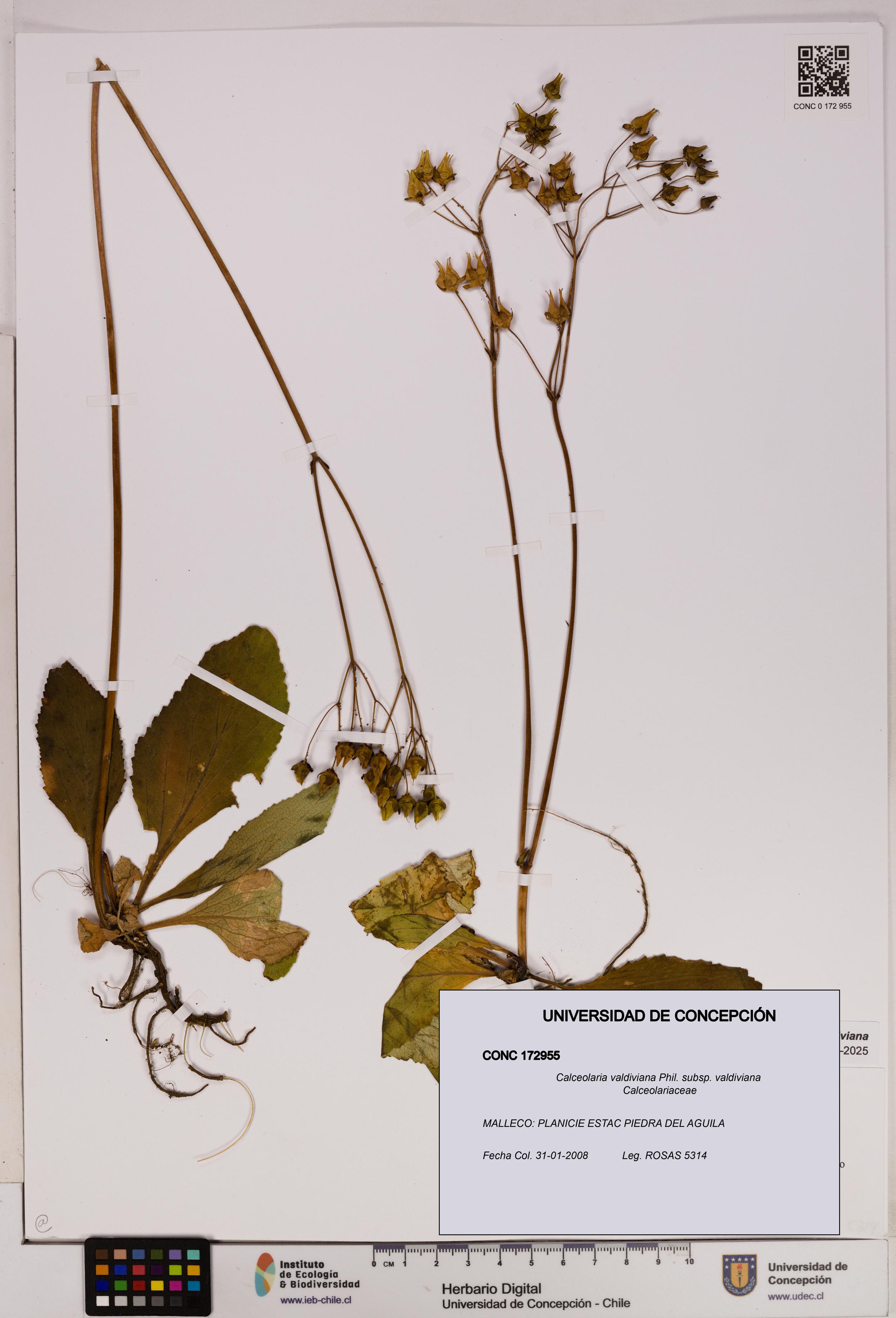 Calceolaria valdiviana subsp. valdiviana [Espécimen: UDEC:CONC:0172955]