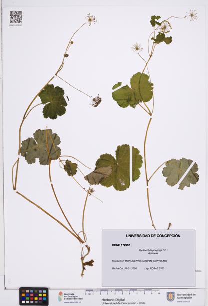 Hydrocotyle poeppigii [Espécimen: ]
