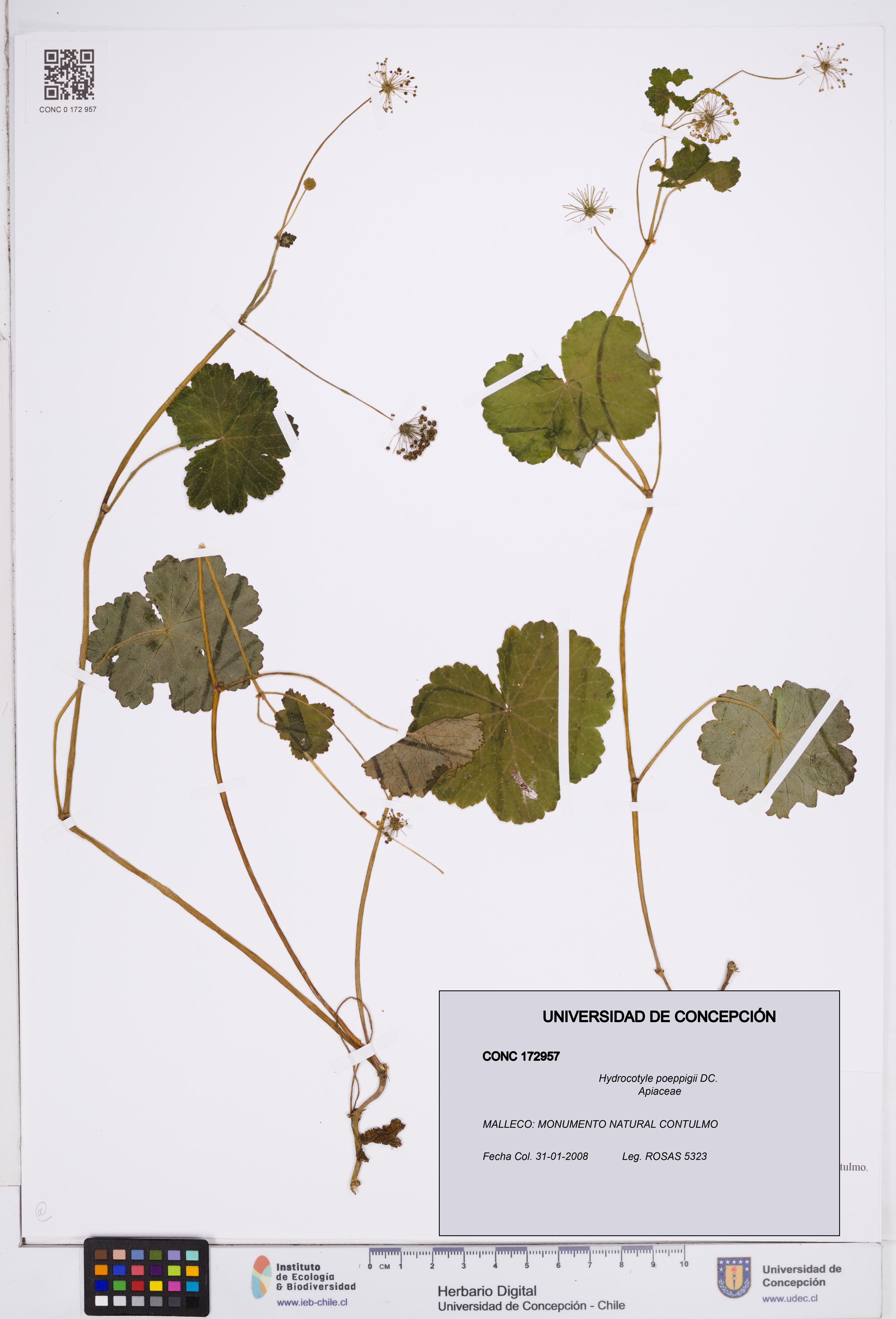 Hydrocotyle poeppigii [Espécimen: ]