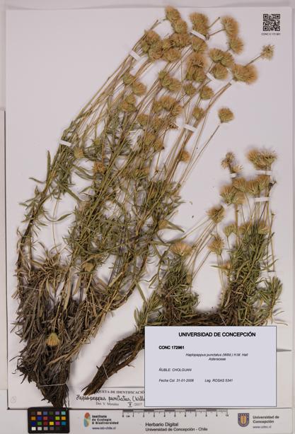 Haplopappus punctatus [Espécimen: UDEC:CONC:0172961]