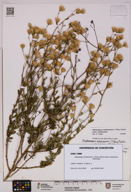 Haplopappus cerberoanus subsp. cerberoanus [Espécimen: UDEC:CONC:0172965]