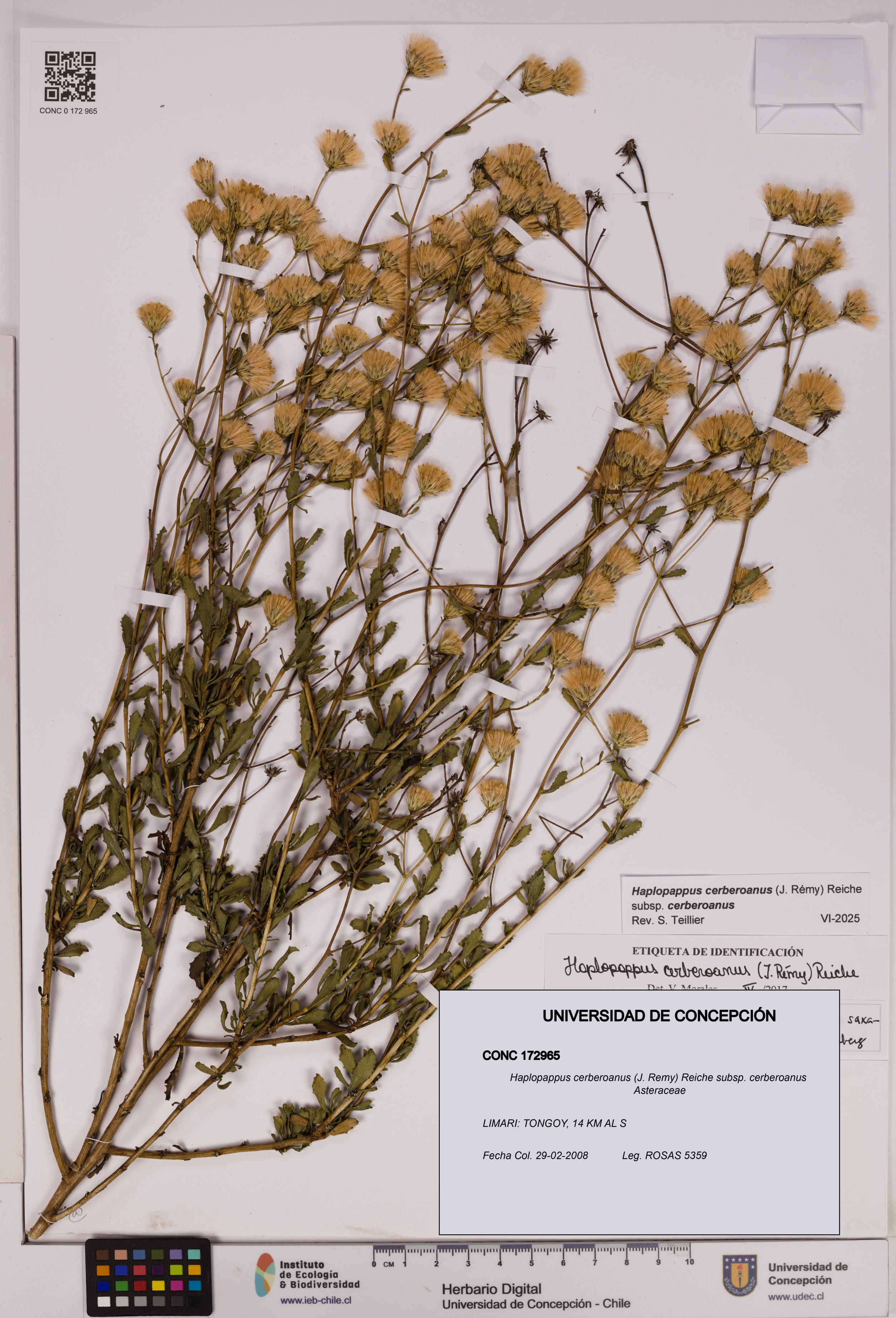 Haplopappus cerberoanus subsp. cerberoanus [Espécimen: UDEC:CONC:0172965]