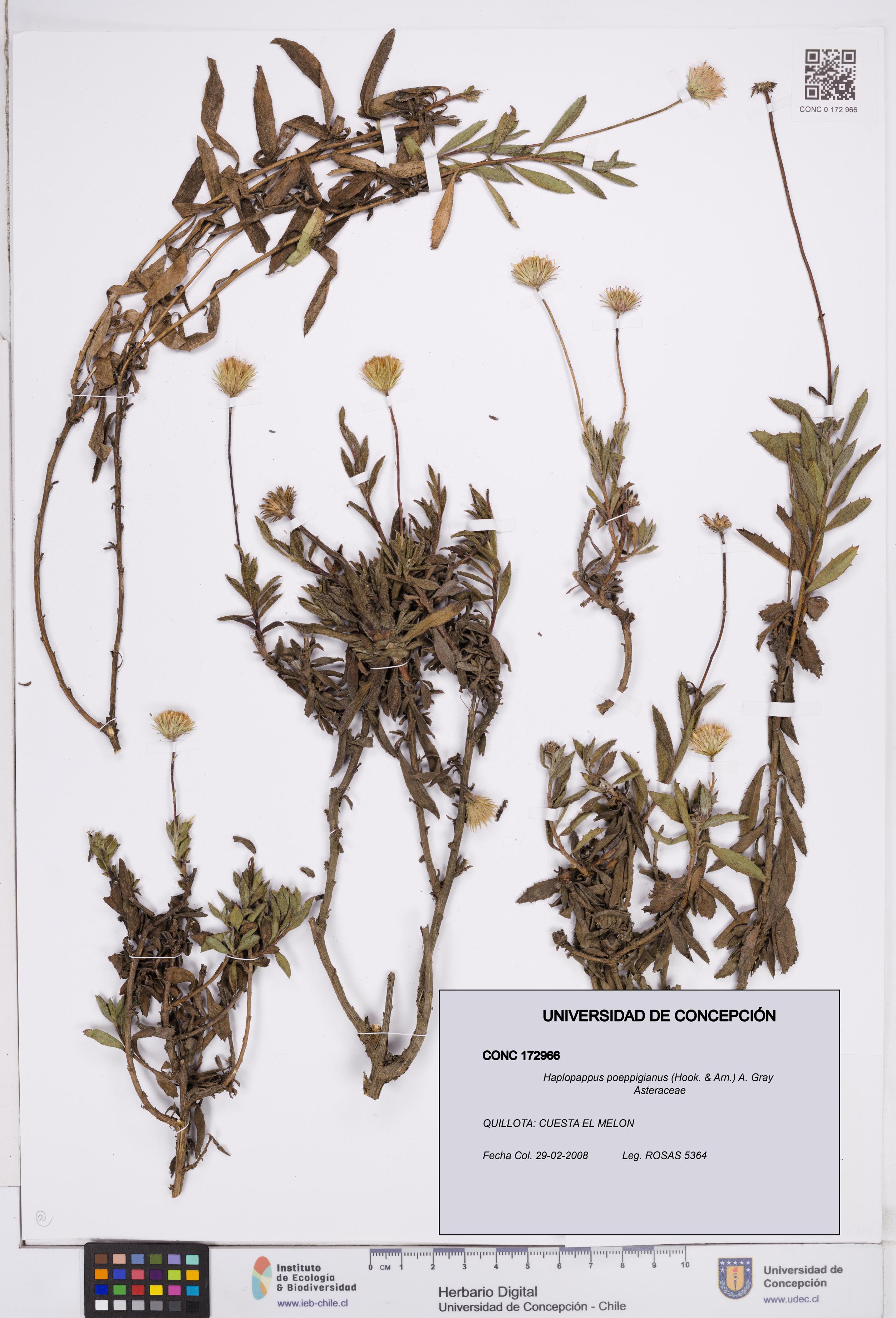 Haplopappus poeppigianus [Espécimen: ]