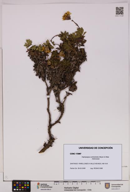 Haplopappus anthylloides [Espécimen: UDEC:CONC:0172967]