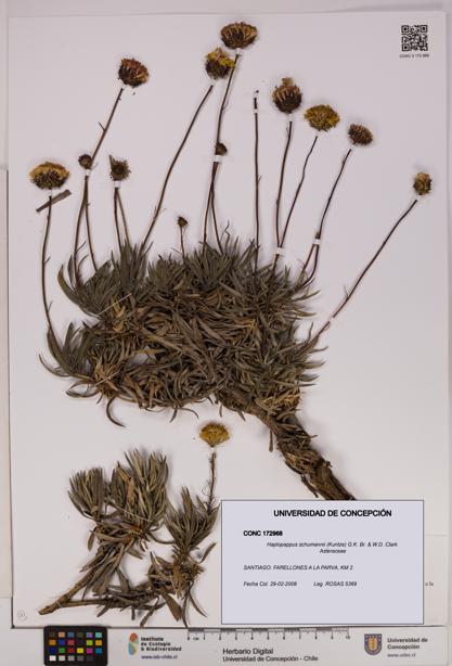 Haplopappus schumannii [Espécimen: UDEC:CONC:0172968]