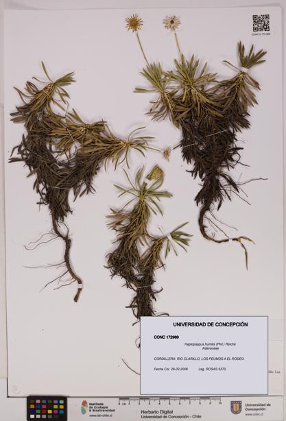 Haplopappus humilis [Espécimen: UDEC:CONC:0172969]