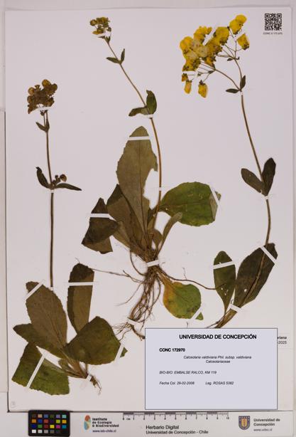 Calceolaria valdiviana subsp. valdiviana [Espécimen: UDEC:CONC:0172970]