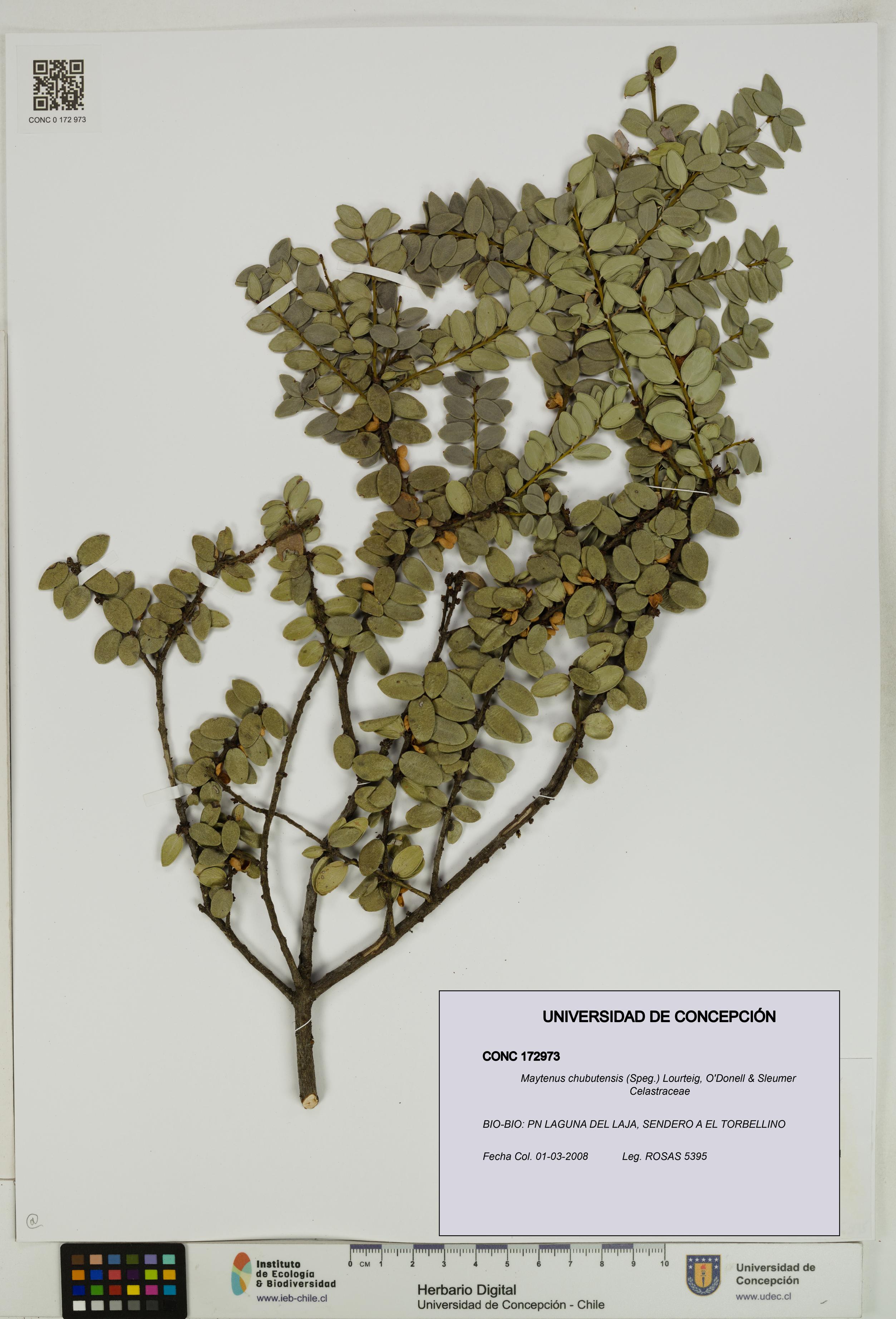 Maytenus chubutensis [Espécimen: UDEC:CONC:0172973]