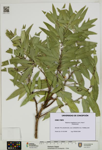 Maytenus magellanica [Espécimen: UDEC:CONC:0172974]