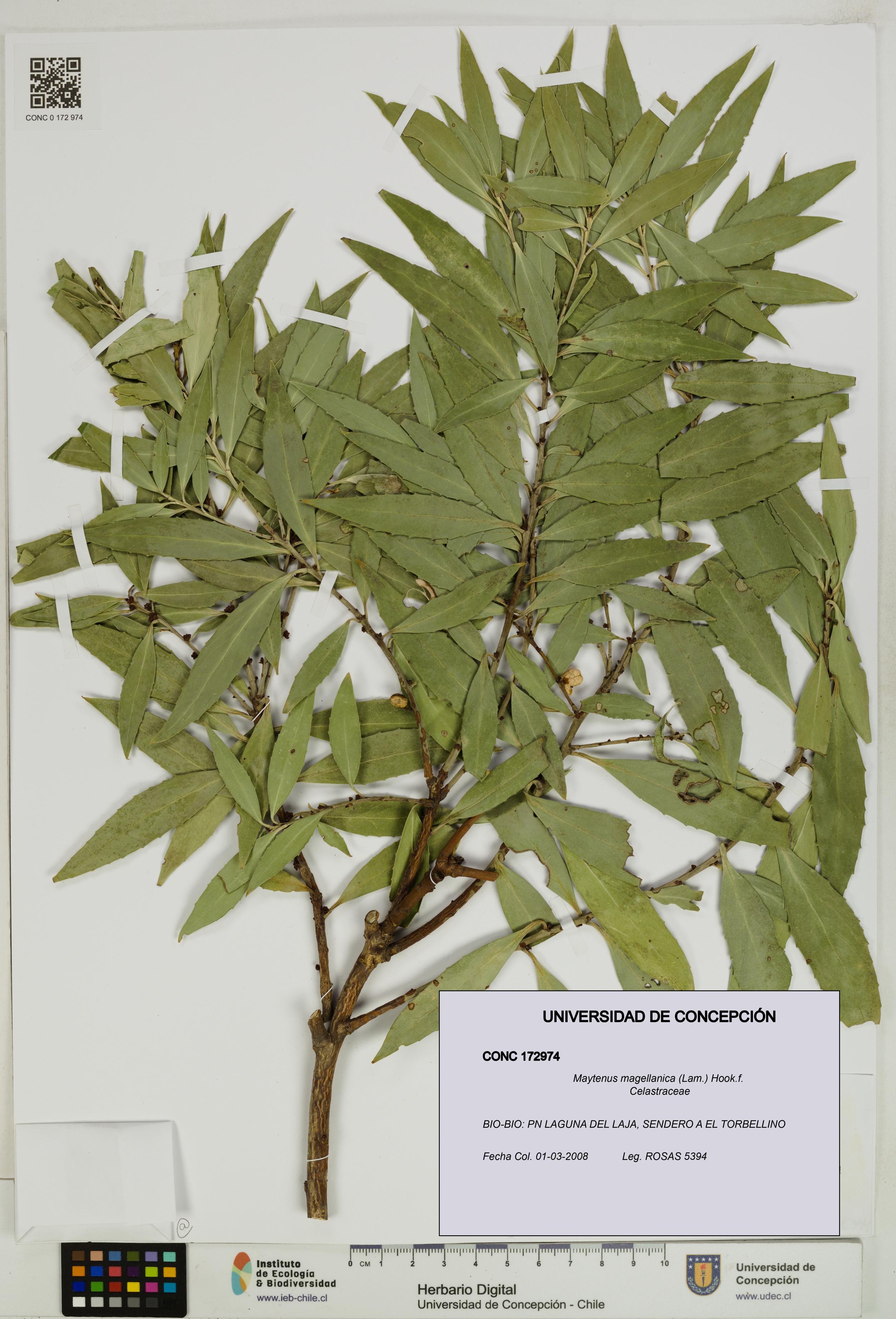 Maytenus magellanica [Espécimen: UDEC:CONC:0172974]