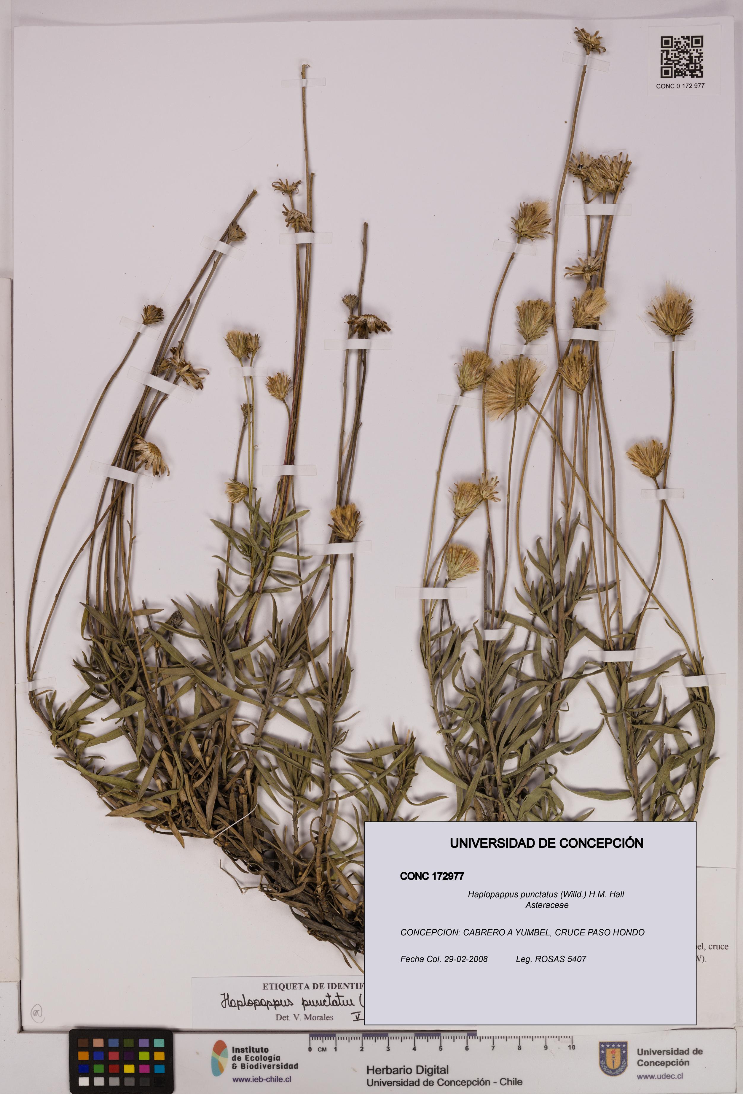 Haplopappus punctatus [Espécimen: UDEC:CONC:0172977]