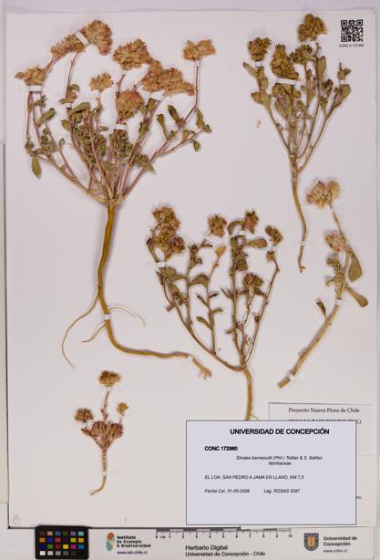 Silvaea barneoudii [Espécimen: UDEC:CONC:0172980]