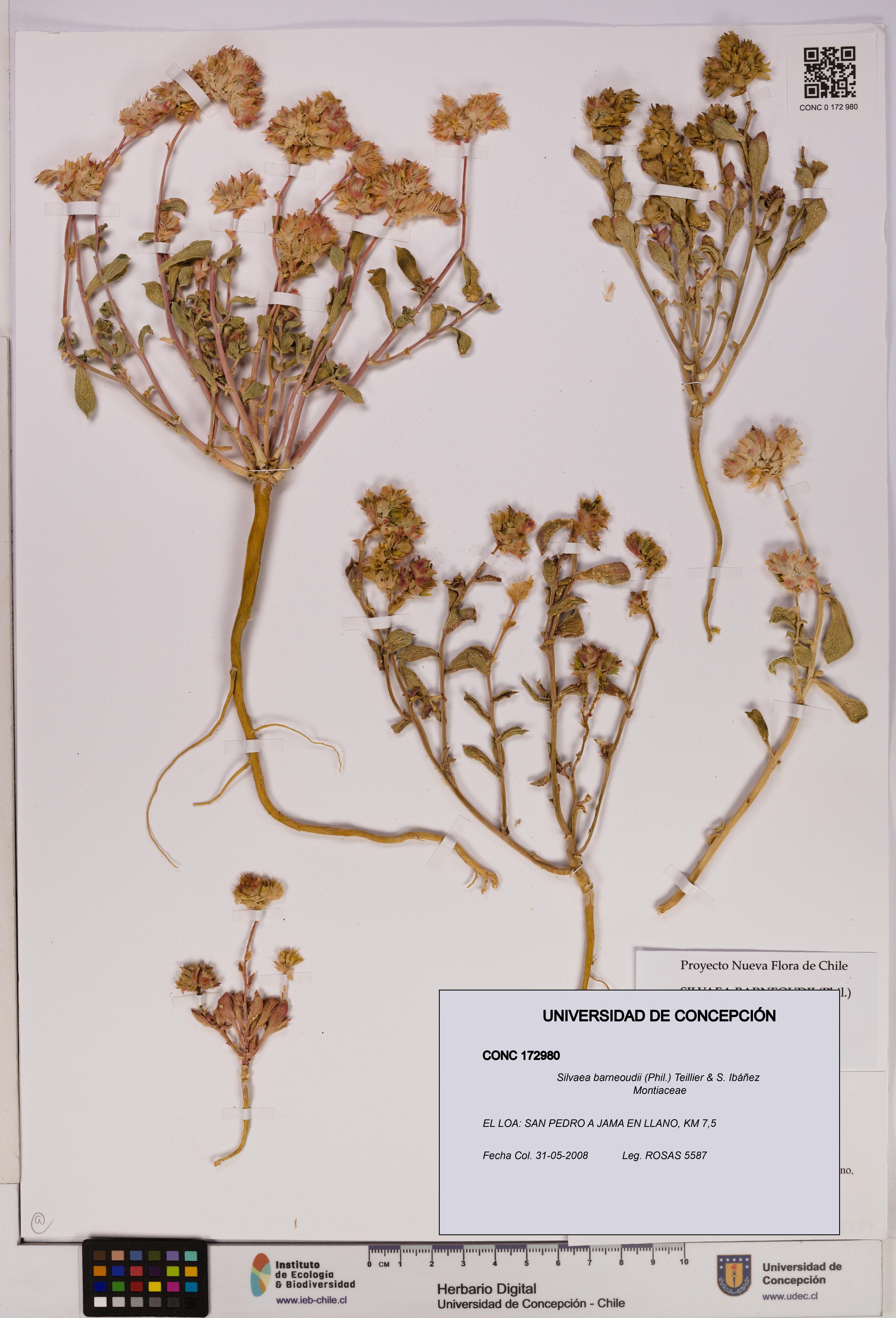 Silvaea barneoudii [Espécimen: UDEC:CONC:0172980]
