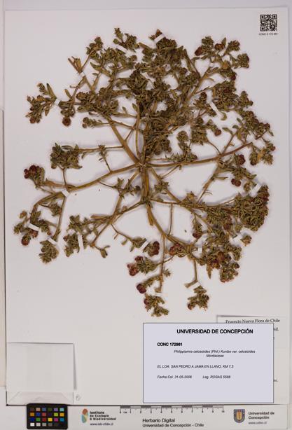 Philippiamra celosioides [Espécimen: ]