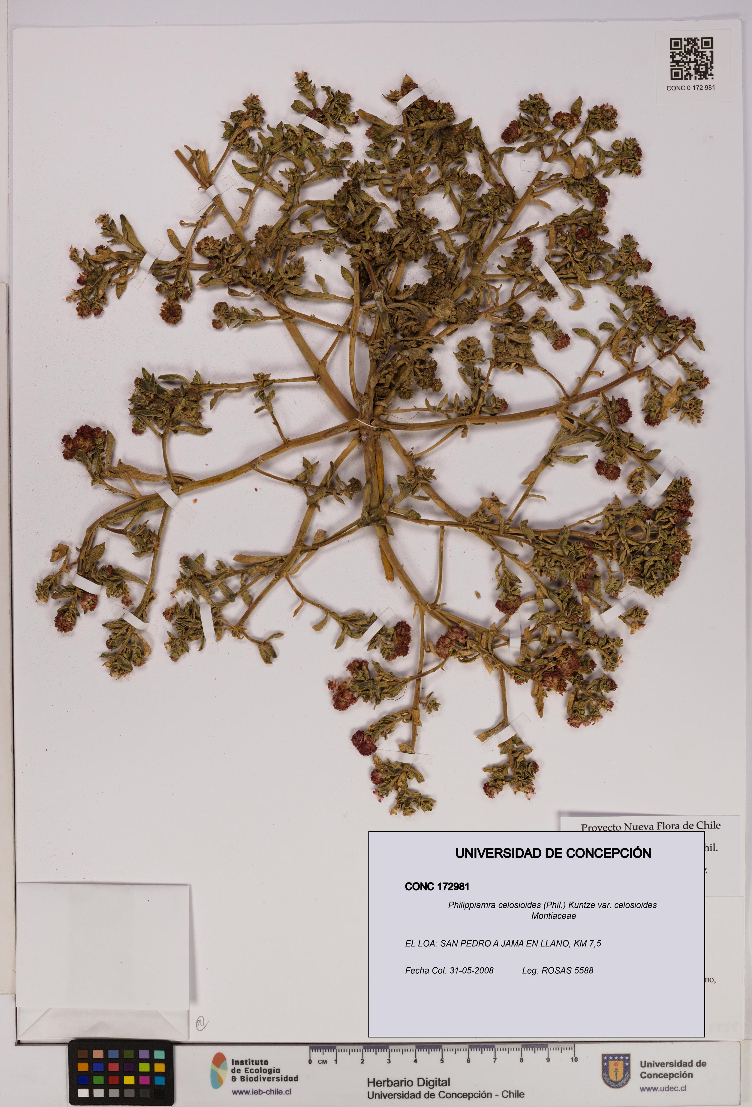 Philippiamra celosioides [Espécimen: ]