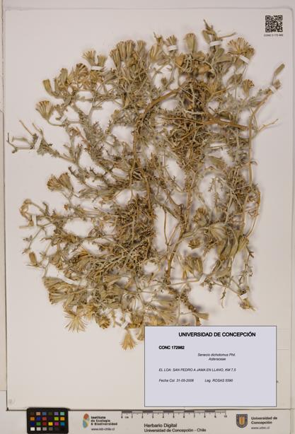 Senecio dichotomus [Espécimen: UDEC:CONC:0172982]